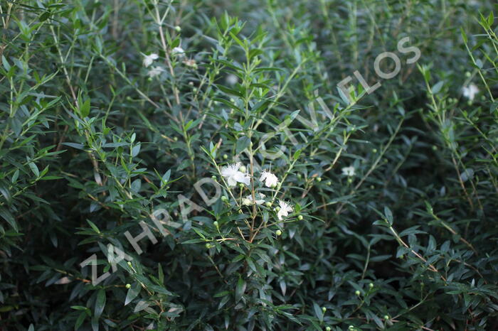 Myrta obecná ssp. tarentina - Myrtus communis ssp. tarentina
