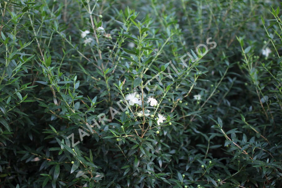 Myrta obecná ssp. tarentina - Myrtus communis ssp. tarentina