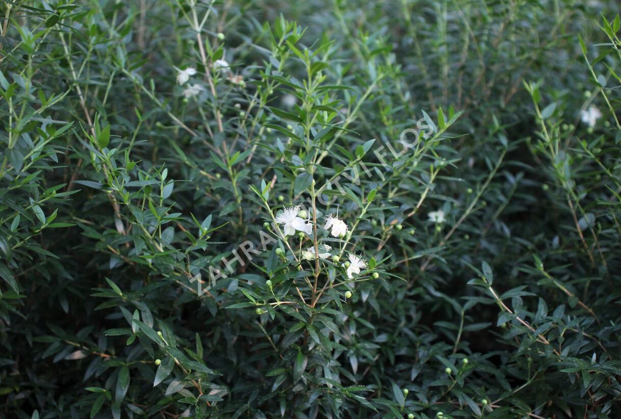 Myrta obecná ssp. tarentina - Myrtus communis ssp. tarentina