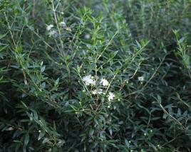 Myrta obecná ssp. tarentina