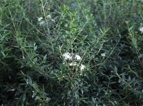 Myrta obecná ssp. tarentina - Myrtus communis ssp. tarentina
