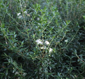 Myrta obecná ssp. tarentina - Myrtus communis ssp. tarentina