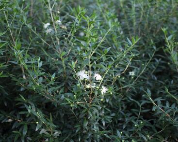 Myrta obecná ssp. tarentina