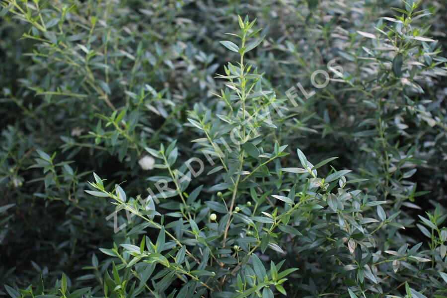 Myrta obecná ssp. tarentina - Myrtus communis ssp. tarentina