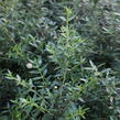 Myrta obecná ssp. tarentina - Myrtus communis ssp. tarentina