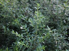 Myrta obecná ssp. tarentina - Myrtus communis ssp. tarentina