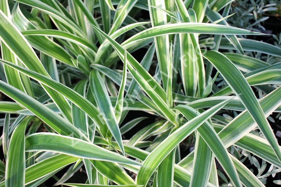 Zelenec 'Ocean' - Chlorophytum comosum 'Ocean'