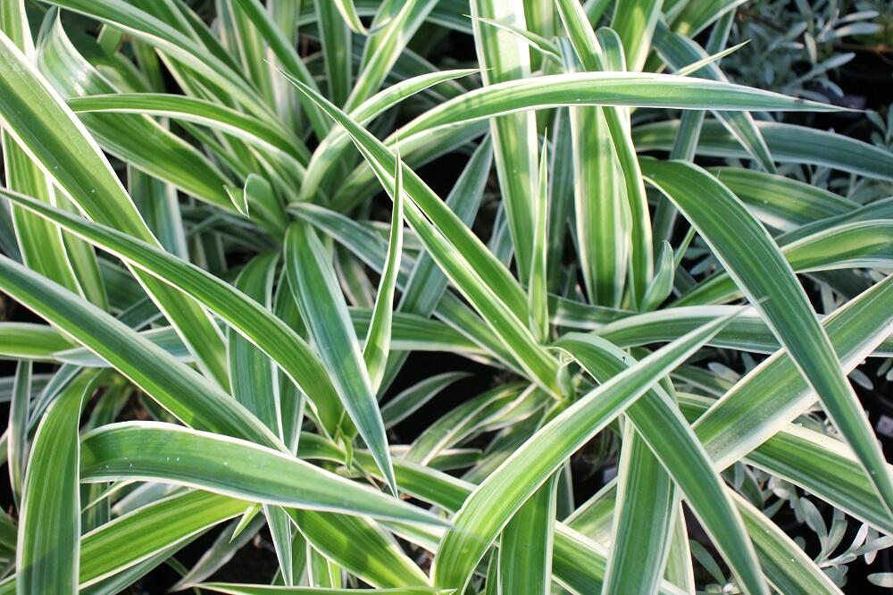 Zelenec 'Ocean' - Chlorophytum comosum 'Ocean'