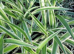 Zelenec 'Ocean' - Chlorophytum comosum 'Ocean'