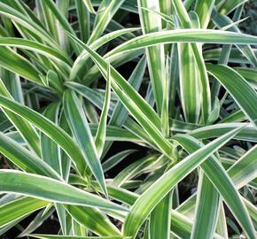 Zelenec 'Ocean' - Chlorophytum comosum 'Ocean'