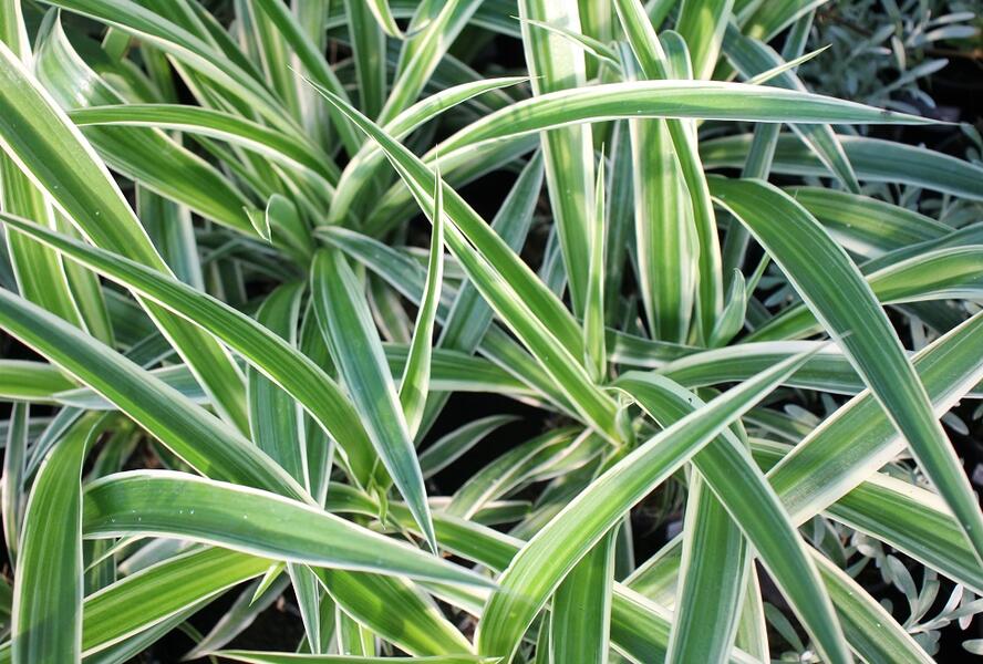 Zelenec 'Ocean' - Chlorophytum comosum 'Ocean'