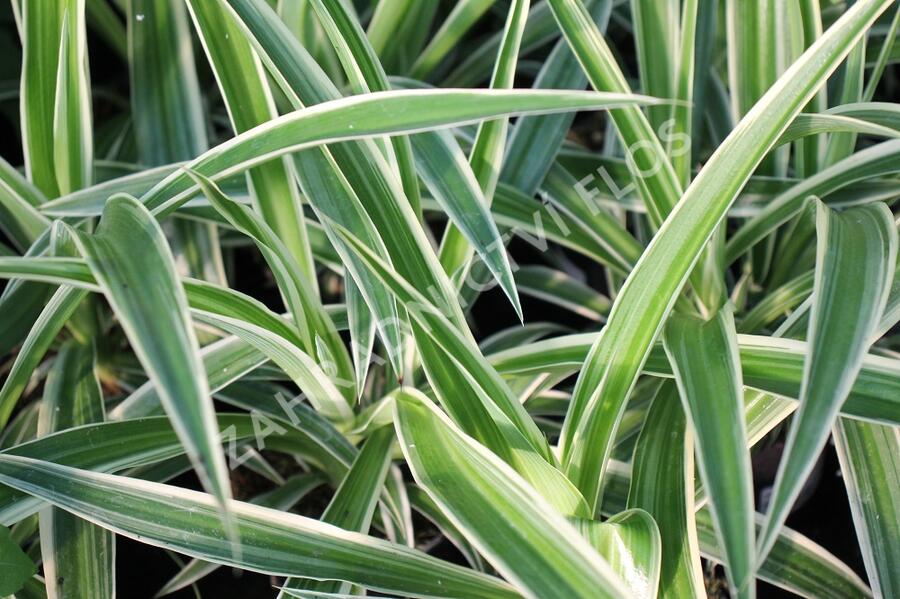 Zelenec 'Ocean' - Chlorophytum comosum 'Ocean'