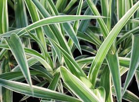 Zelenec 'Ocean' - Chlorophytum comosum 'Ocean'