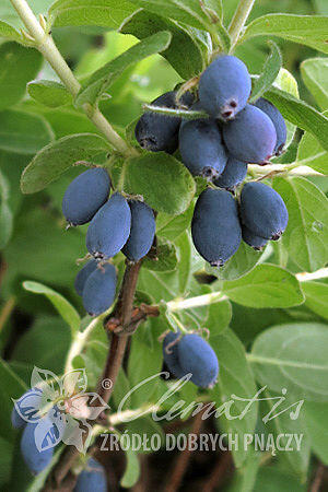 Zimolez kamatsk 'Blue Velvet' - Lonicera kamtschatica 'Blue Velvet' |  Zahradnictv FLOS