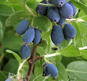 Zimolez kamčatský 'Blue Velvet' - Lonicera kamtschatica 'Blue Velvet'