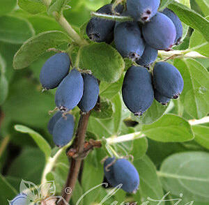 Zimolez kamčatský 'Blue Velvet'