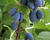 Zimolez kamčatský 'Blue Velvet'