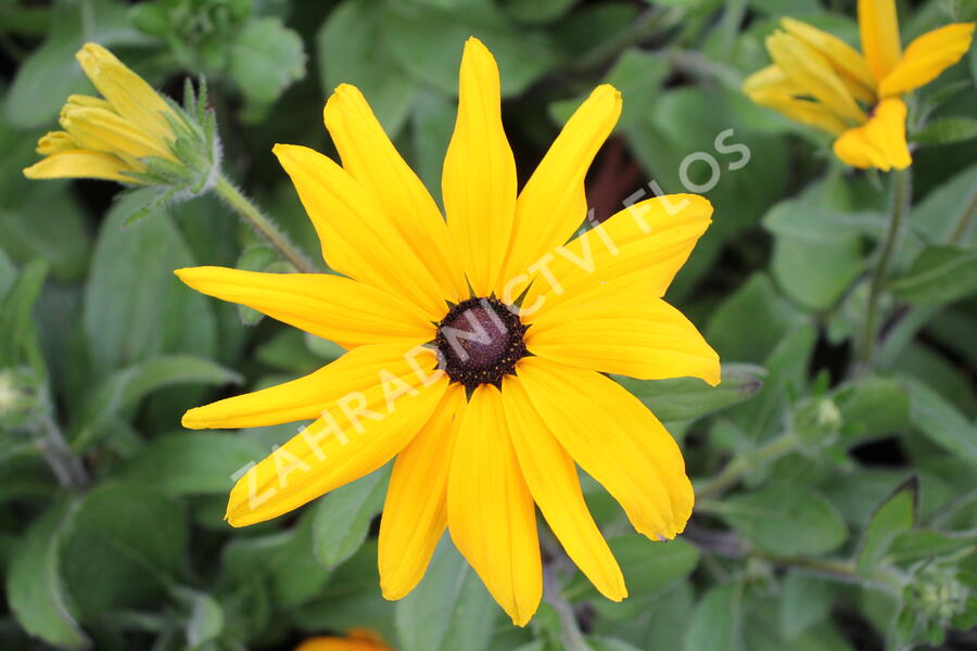 Třapatka srstnatá 'Indian Summer' - Rudbeckia hirta 'Indian Summer'