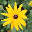 Třapatka srstnatá 'Indian Summer' - Rudbeckia hirta 'Indian Summer'