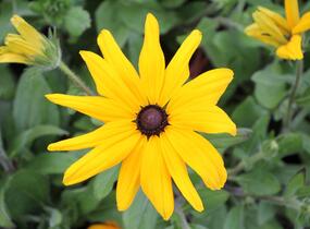 Třapatka srstnatá 'Indian Summer' - Rudbeckia hirta 'Indian Summer'