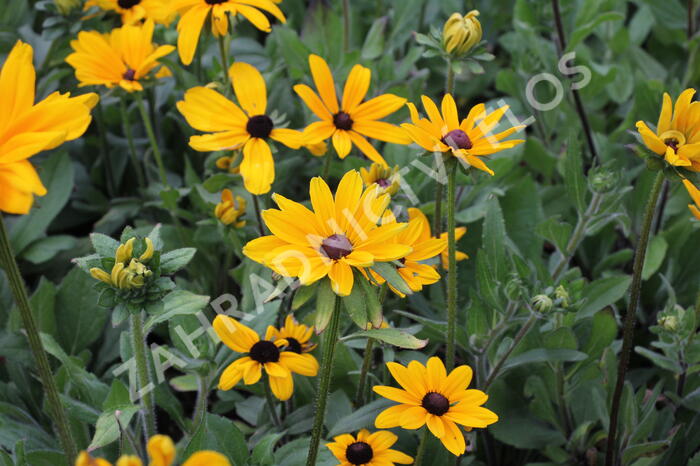 Třapatka srstnatá 'Indian Summer' - Rudbeckia hirta 'Indian Summer'