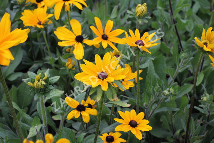 Třapatka srstnatá 'Indian Summer' - Rudbeckia hirta 'Indian Summer'