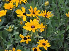 Třapatka srstnatá 'Indian Summer' - Rudbeckia hirta 'Indian Summer'
