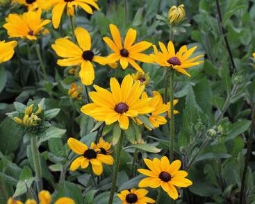 Třapatka srstnatá 'Indian Summer'