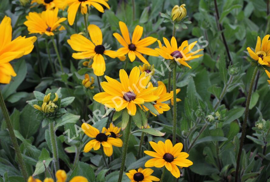 Třapatka srstnatá 'Indian Summer' - Rudbeckia hirta 'Indian Summer'