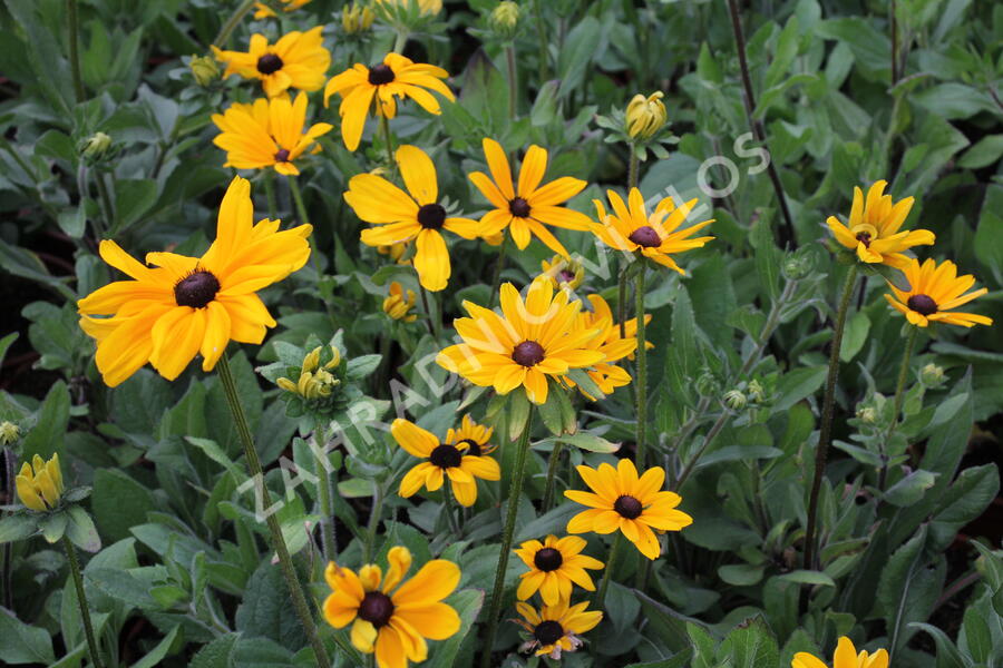 Třapatka srstnatá 'Indian Summer' - Rudbeckia hirta 'Indian Summer'