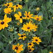 Třapatka srstnatá 'Indian Summer' - Rudbeckia hirta 'Indian Summer'