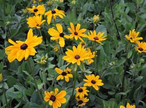 Třapatka srstnatá 'Indian Summer' - Rudbeckia hirta 'Indian Summer'
