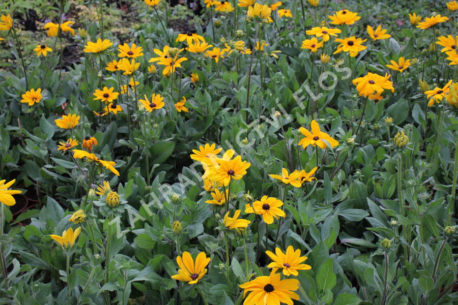 Třapatka srstnatá 'Indian Summer' - Rudbeckia hirta 'Indian Summer'