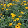 Třapatka srstnatá 'Indian Summer' - Rudbeckia hirta 'Indian Summer'