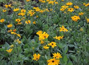 Třapatka srstnatá 'Indian Summer' - Rudbeckia hirta 'Indian Summer'