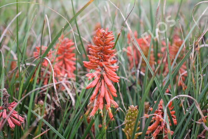 Kleopatřina jehla 'Poco Red' - Kniphofia uvaria 'Poco Red'