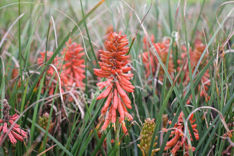 Kleopatřina jehla 'Poco Red' - Kniphofia uvaria 'Poco Red'