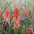 Kleopatřina jehla 'Poco Red' - Kniphofia uvaria 'Poco Red'