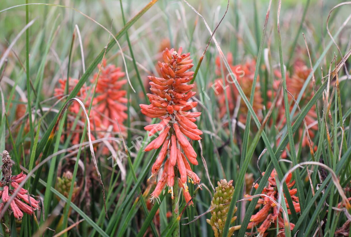 Kleopatřina jehla 'Poco Red' - Kniphofia uvaria 'Poco Red'
