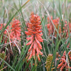 Kleopatřina jehla 'Poco Red' - Kniphofia uvaria 'Poco Red'