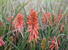 Kleopatřina jehla 'Poco Red' - Kniphofia uvaria 'Poco Red'