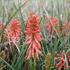 kleopatrina-jehla-poco-red.jpg