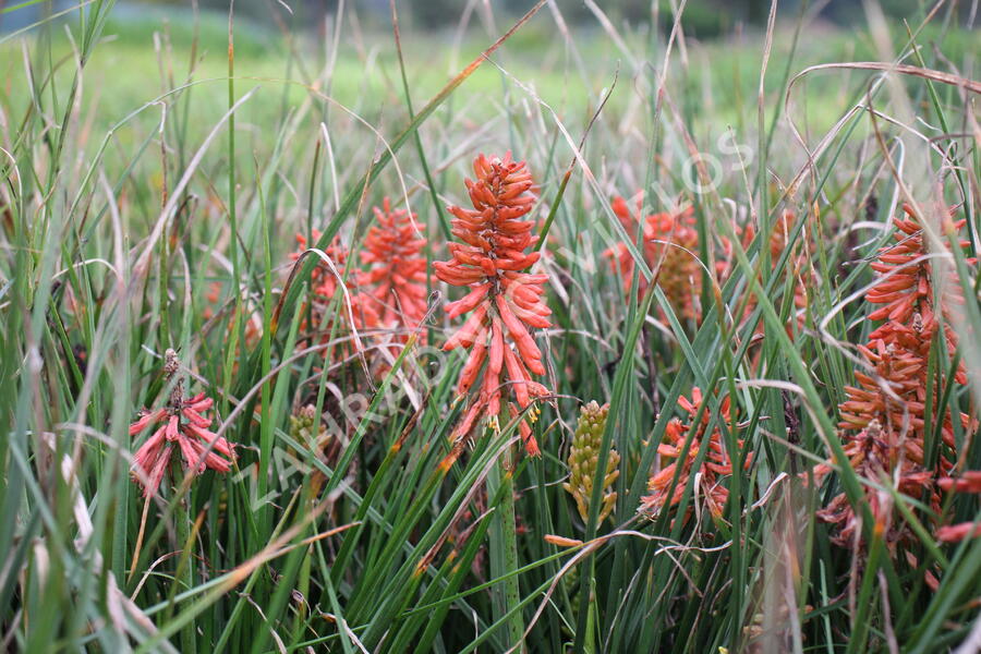 Kleopatřina jehla 'Poco Red' - Kniphofia uvaria 'Poco Red'