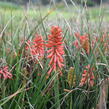 Kleopatřina jehla 'Poco Red' - Kniphofia uvaria 'Poco Red'