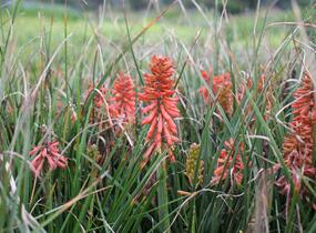 Kleopatřina jehla 'Poco Red' - Kniphofia uvaria 'Poco Red'