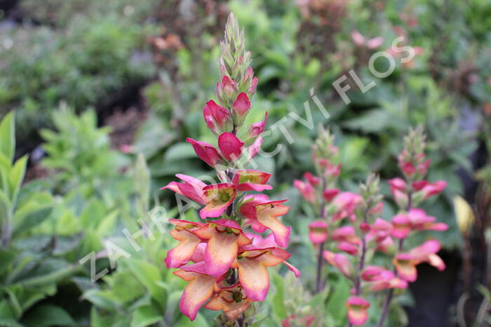 Náprstník 'Illumination Flame' - Digitalis x hybrida 'Illumination Flame'