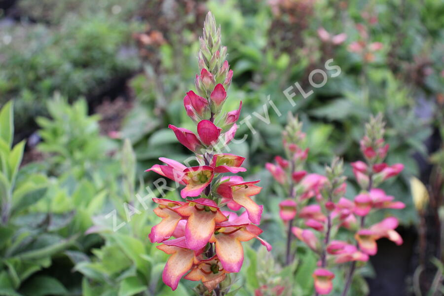 Náprstník 'Illumination Flame' - Digitalis x hybrida 'Illumination Flame'
