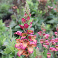 Náprstník 'Illumination Flame' - Digitalis x hybrida 'Illumination Flame'