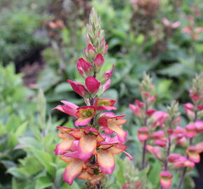 Náprstník 'Illumination Flame' - Digitalis x hybrida 'Illumination Flame'