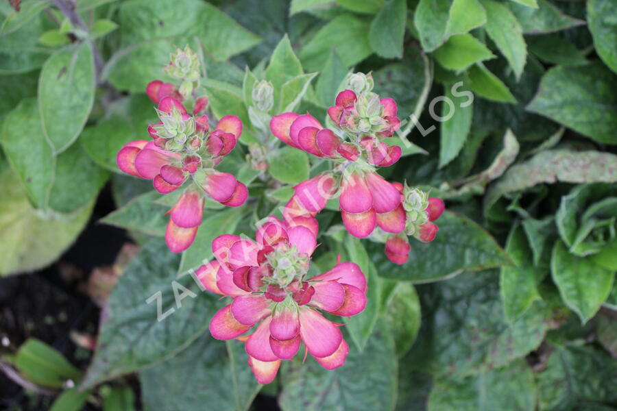 Náprstník 'Illumination Flame' - Digitalis x hybrida 'Illumination Flame'